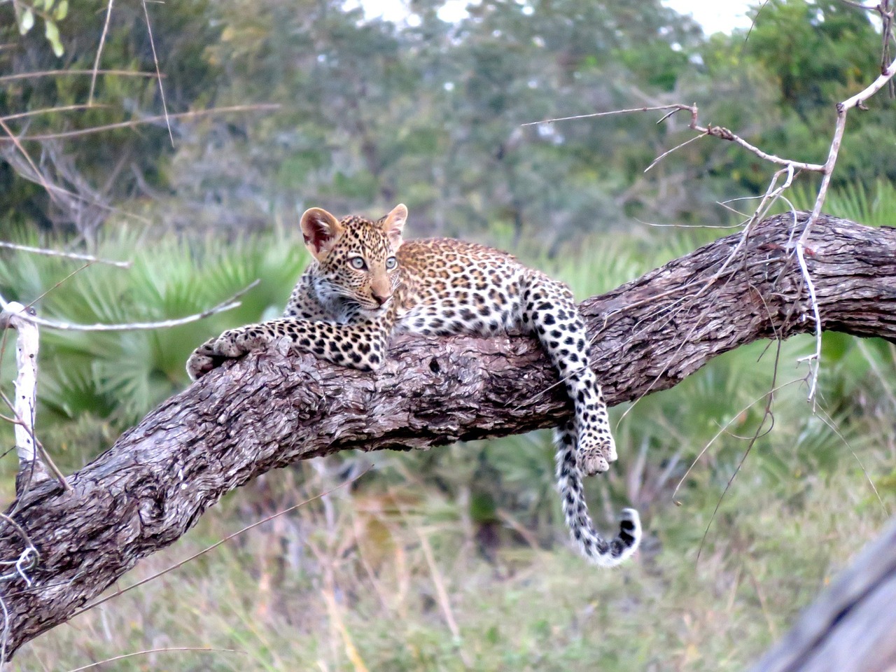 Leopard lazing in a tree in the Serengeti plains