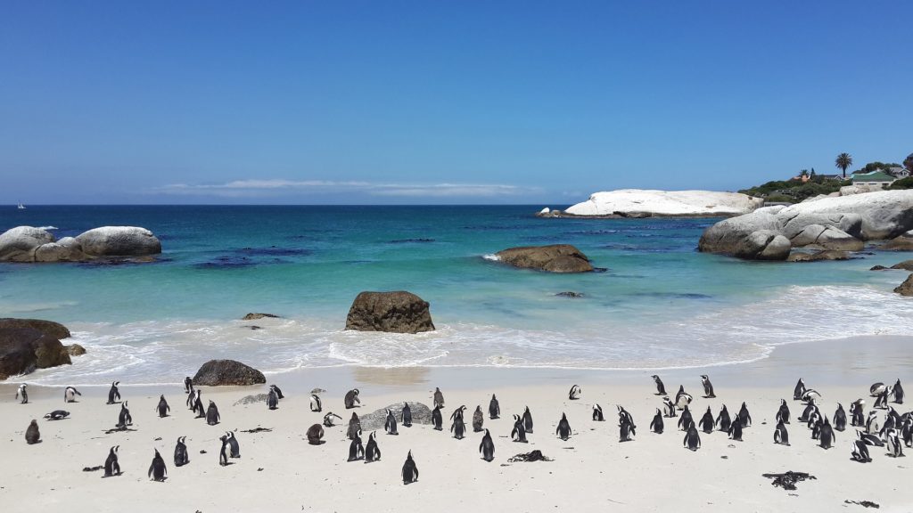 Cape Town Penguins, Boulder Beach