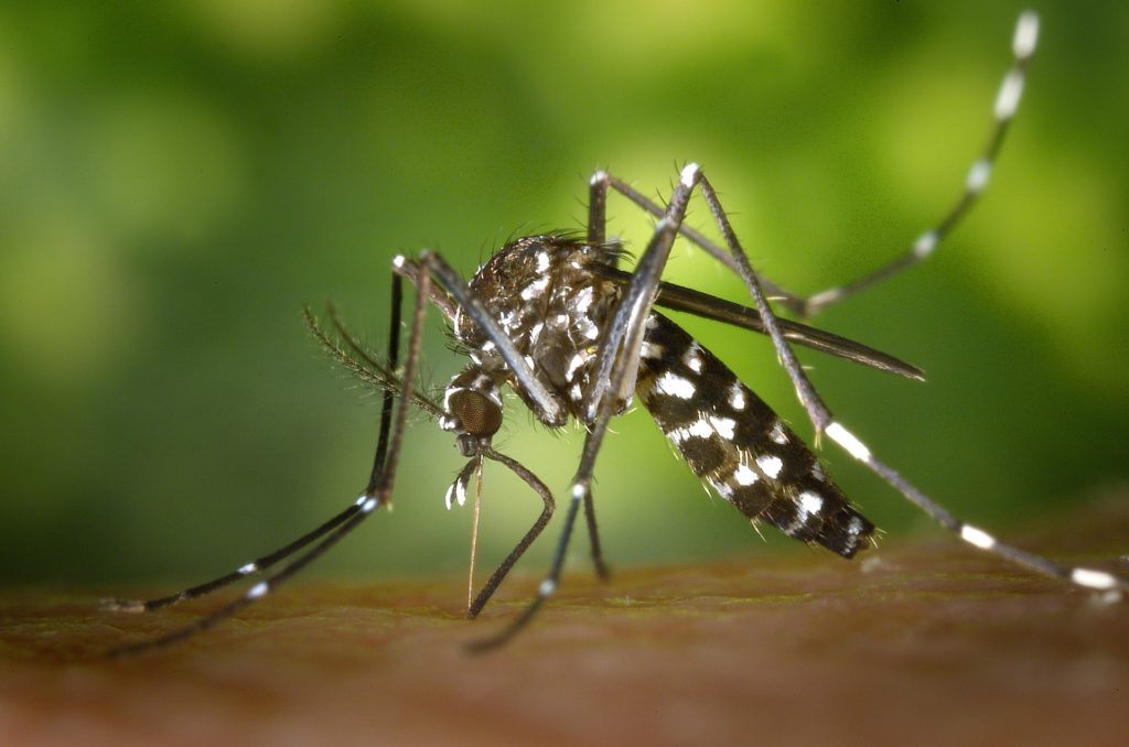 Dengue Fever Mosquito Bali