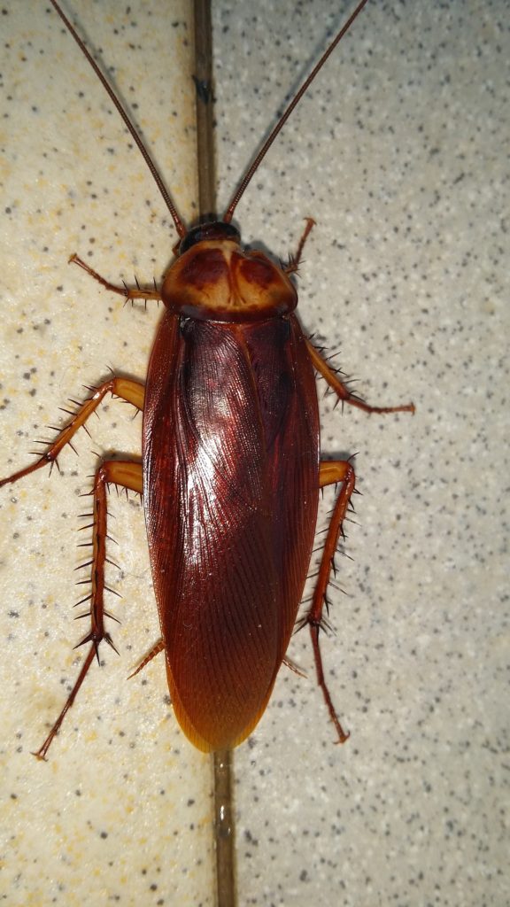 Cockroach Horror Story