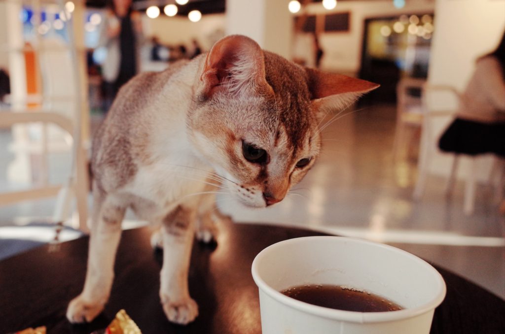 Visit a cat cafe in Ho Chi Minh City 